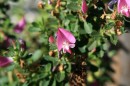 Hauhechel - Ononis spinosa * 1697 x 1131 * (442KB)